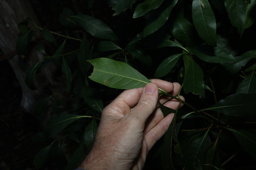 Pavetta australiensis, photograph 6