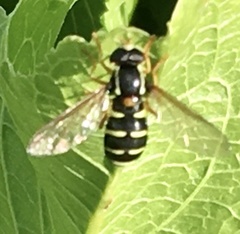 Xanthogramma citrofasciatum