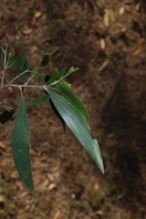 Acacia disparrima, photograph (c) Greg Tasney, some rights reserved (CC BY-SA)