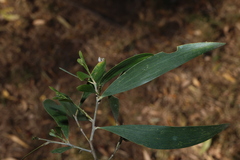 Acacia disparrima, photograph (c) Greg Tasney, some rights reserved (CC BY-SA)