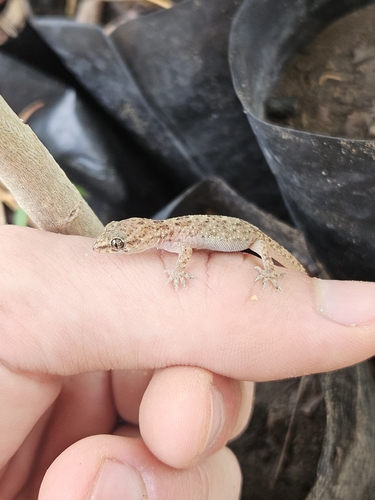 West African House Gecko