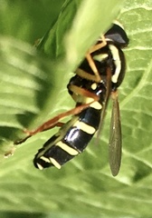 Xanthogramma citrofasciatum