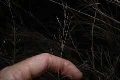 (c) Greg Tasney, some rights reserved (CC BY-SA) Austrostipa ramosissima, photograph (c) Greg Tasney, some rights reserved (CC BY-SA)