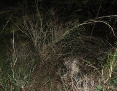 (c) Greg Tasney, some rights reserved (CC BY-SA) Austrostipa ramosissima, photograph (c) Greg Tasney, some rights reserved (CC BY-SA)