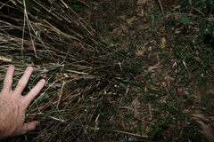 (c) Greg Tasney, some rights reserved (CC BY-SA) Austrostipa ramosissima, photograph (c) Greg Tasney, some rights reserved (CC BY-SA)