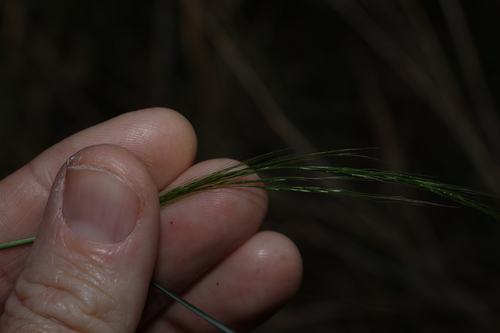 Austrostipa ramosissima, photograph 4