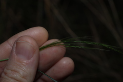 (c) Greg Tasney, some rights reserved (CC BY-SA) Austrostipa ramosissima, photograph (c) Greg Tasney, some rights reserved (CC BY-SA)