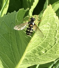 Xanthogramma citrofasciatum