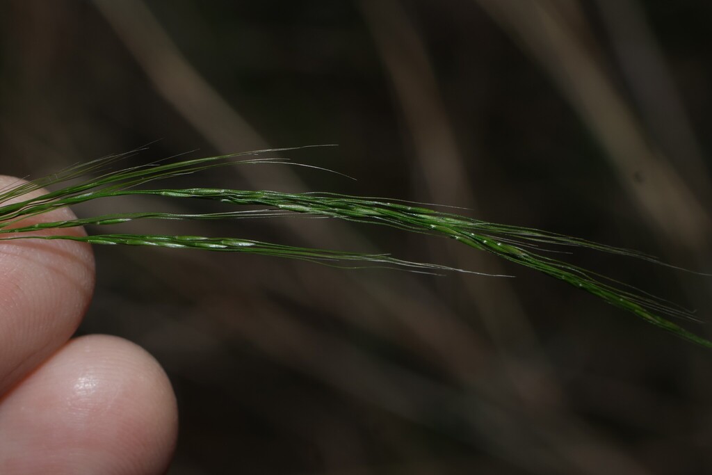 Austrostipa ramosissima; photograph (c) Greg Tasney, some rights reserved (CC BY-SA)