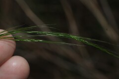 Austrostipa ramosissima