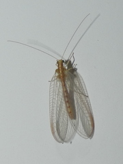 Chrysoperla