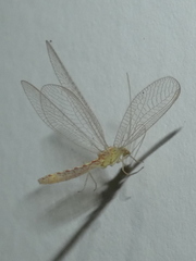 Chrysoperla