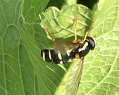 Xanthogramma citrofasciatum