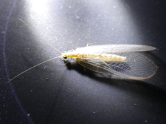 Chrysoperla