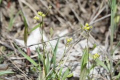 Draba nemorosa