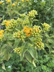 Inula thapsoides, photograph (c) Наталья Пикалова, some rights reserved (CC BY)