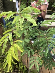 Leucaena diversifolia