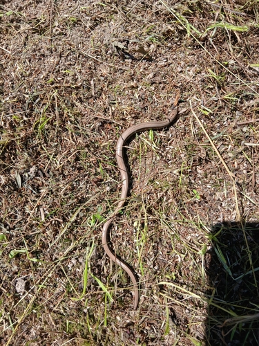 Eastern Slowworm