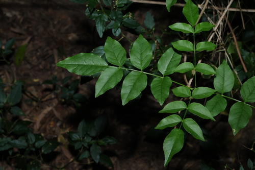 wonga vine