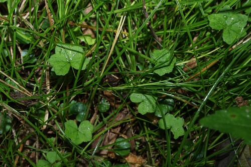 Hydrocotyle acutiloba, photograph 2