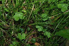 (c) Greg Tasney, some rights reserved (CC BY-SA) Hydrocotyle acutiloba, photograph (c) Greg Tasney, some rights reserved (CC BY-SA)