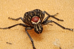 Stenocerus frontalis