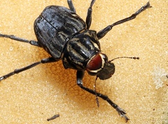 Stenocerus frontalis