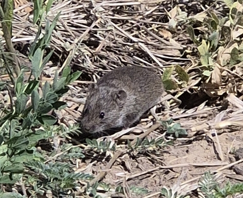 Common Vole