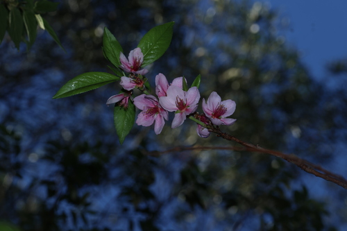 Peach
