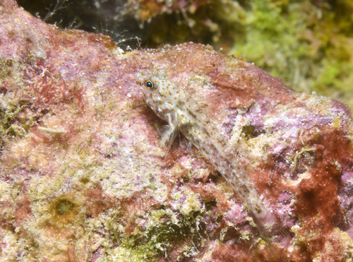 Fusigobius duospilus observed 2026-07-18