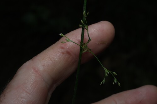 Juncus usitatus, photograph 5