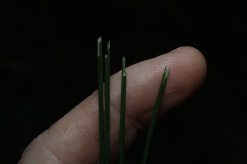 Juncus usitatus, photograph 6