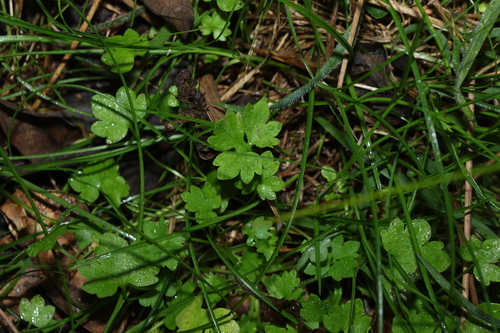 small-flowered buttercup