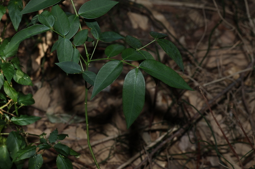 Senna septemtrionalis, photograph 4