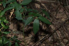 Senna septemtrionalis, photograph (c) Greg Tasney, some rights reserved (CC BY-SA)