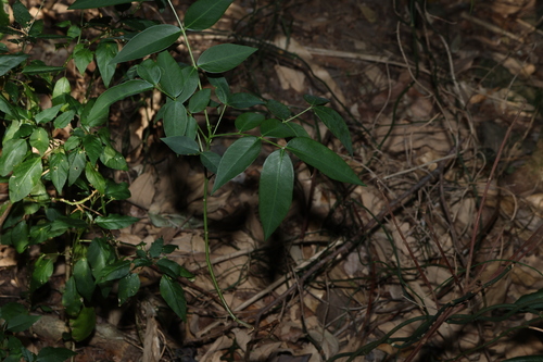 Senna septemtrionalis, photograph 5