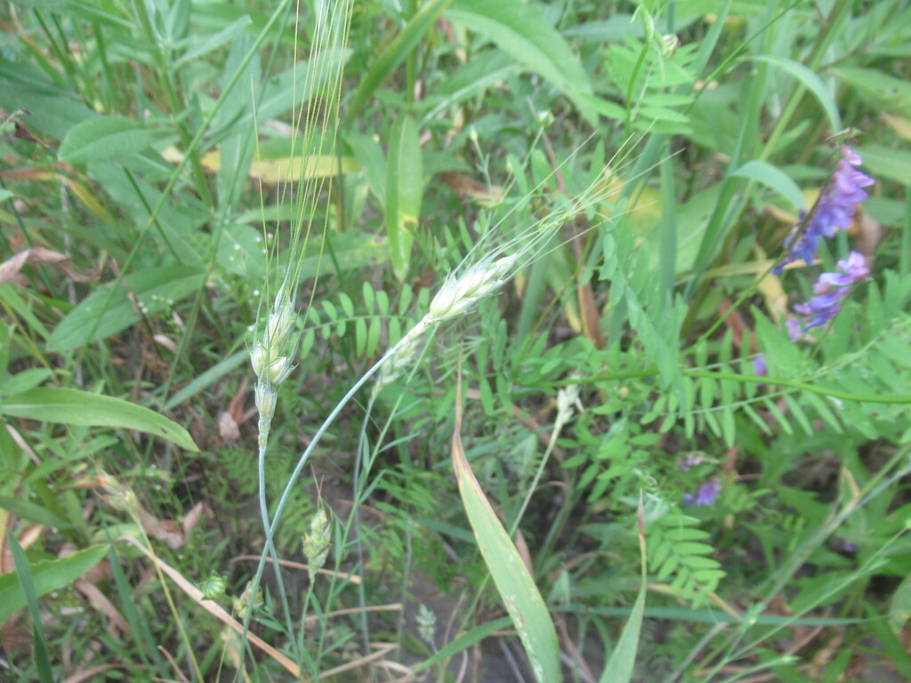 Triticum aestivum; photograph author not stated, no rights reserved