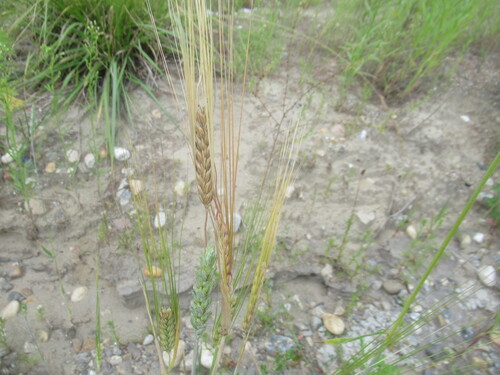 Hordeum vulgare, photograph 5