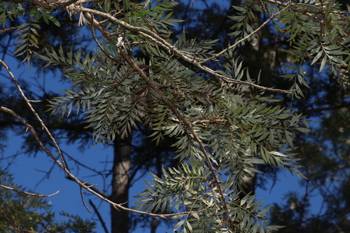 silk oak
