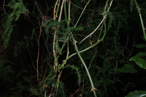 Asparagus africanus, photograph 2