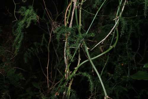 Asparagus africanus, photograph 3