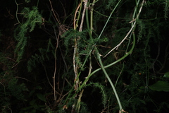 (c) Greg Tasney, some rights reserved (CC BY-SA) Asparagus africanus, photograph (c) Greg Tasney, some rights reserved (CC BY-SA)