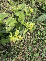 Inula thapsoides, photograph (c) Наталья Пикалова, some rights reserved (CC BY)