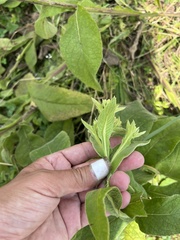 Inula thapsoides, photograph (c) Наталья Пикалова, some rights reserved (CC BY)