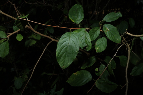 native honeysuckle