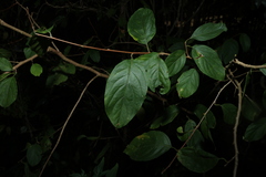 Turraea pubescens, photograph (c) Greg Tasney, some rights reserved (CC BY-SA)