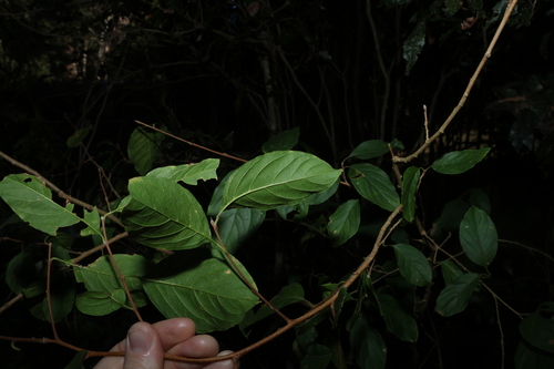 Turraea pubescens, photograph 6