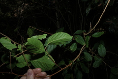 Turraea pubescens, photograph (c) Greg Tasney, some rights reserved (CC BY-SA)