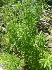 Galium aparine