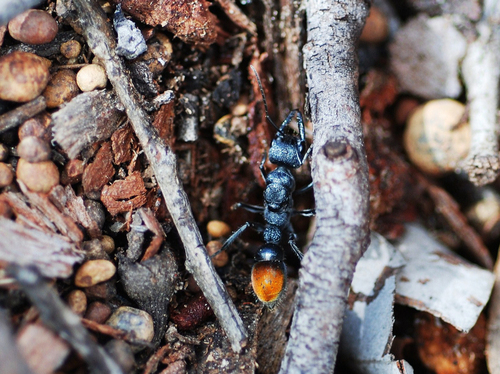 黄尾牛蚁Myrmecia apicalis